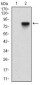 NT5E Antibody